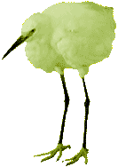 lintu